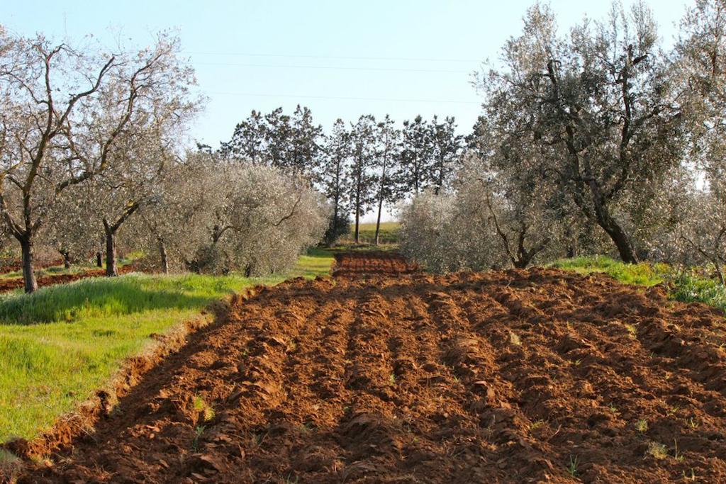 Agriturismo Monte Alzato Capalbio Luaran gambar